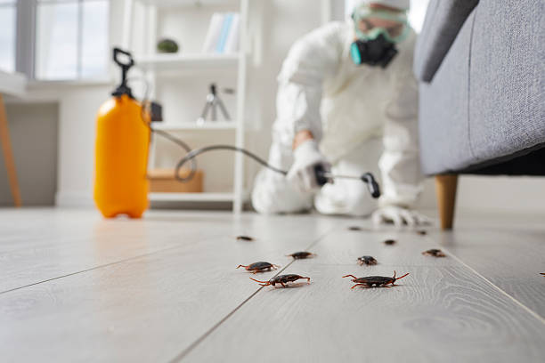 Affordable Termite Control solutions in Vineyard, CA